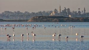 Flamingos i Larnaca, Cypern
