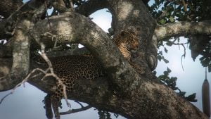 Leopard i träd i Masai Mara i Kenya