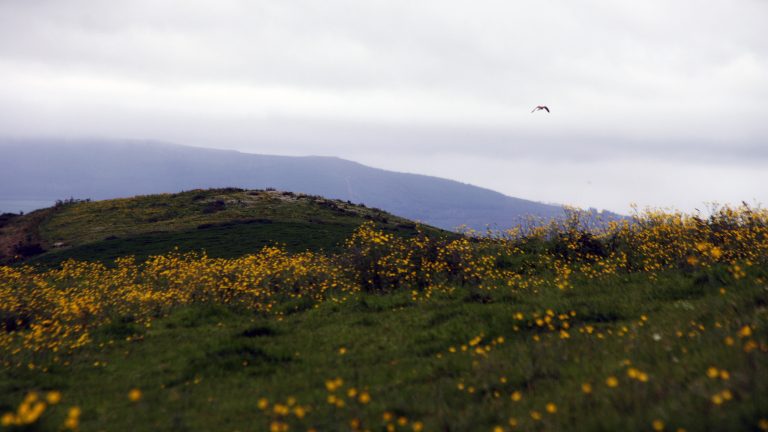 Limerick - Ett av Irlands grönaste hörn 3 Läs mer om artikeln Limerick – Ett av Irlands grönaste hörn